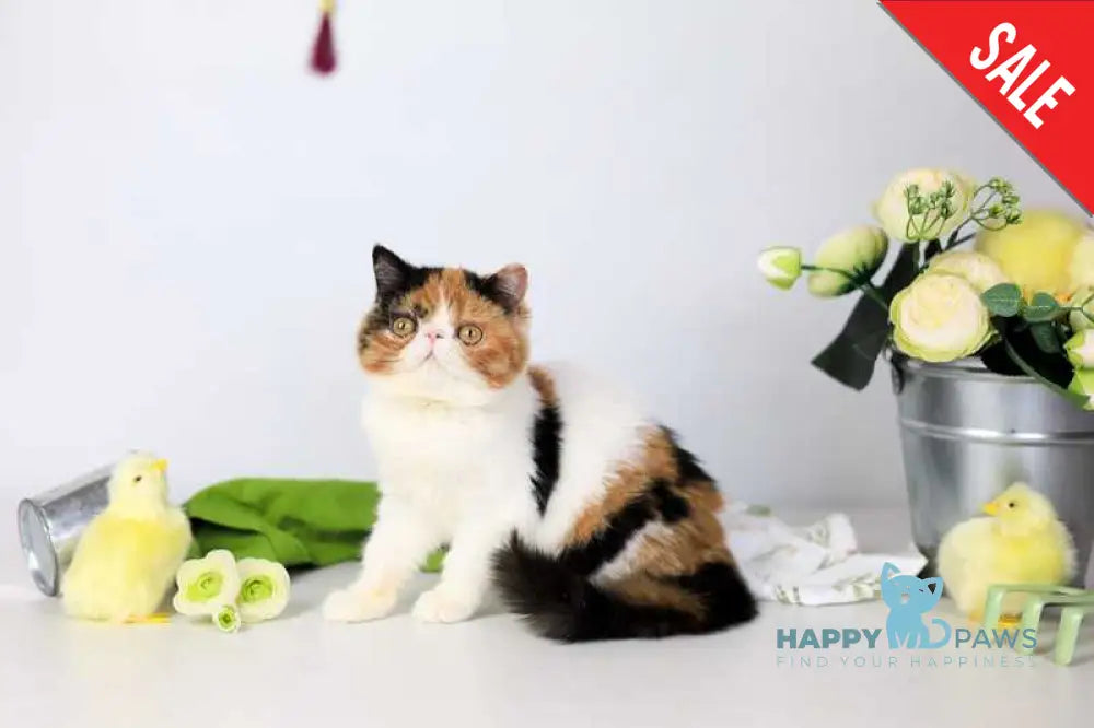Sansara Exotic female black tortie bicolour tabby live animals