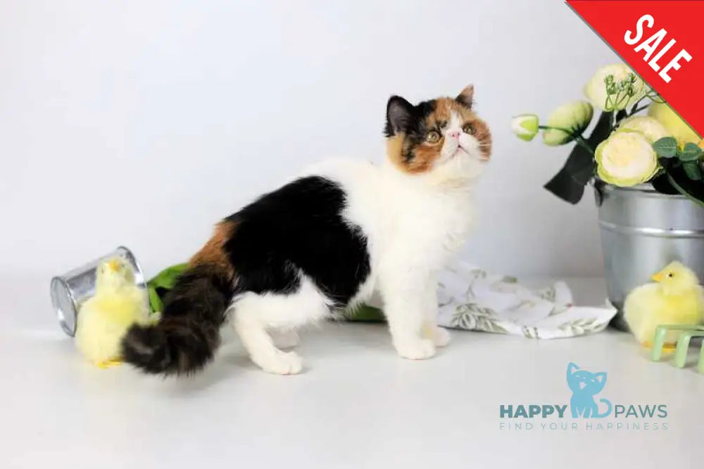 Sansara Exotic female black tortie bicolour tabby live animals