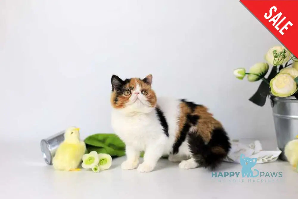 Sansara Exotic female black tortie bicolour tabby live animals
