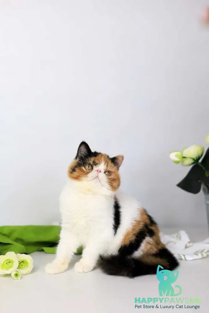Sansara Exotic female black tortie bicolour tabby live animals