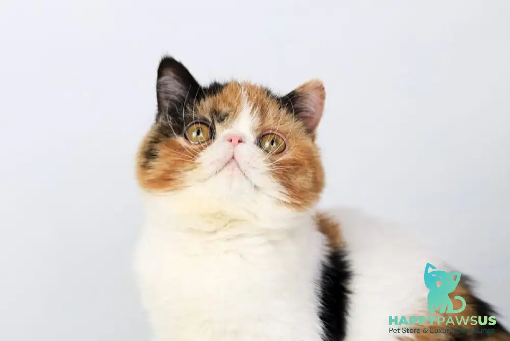 Sansara Exotic female black tortie bicolour tabby live animals