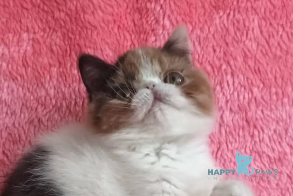 Sansara Exotic female black tortie bicolour tabby live animals