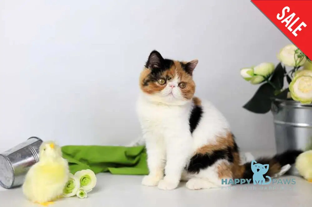 Sansara Exotic female black tortie bicolour tabby live animals