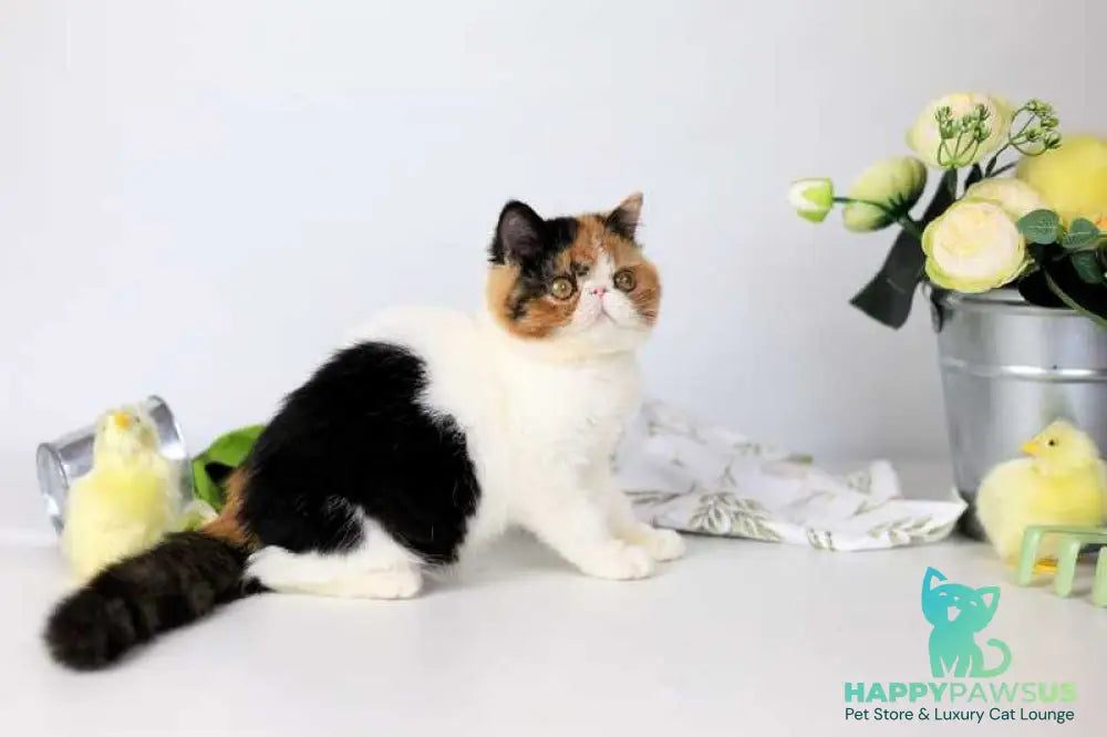 Sansara Exotic female black tortie bicolour tabby live animals