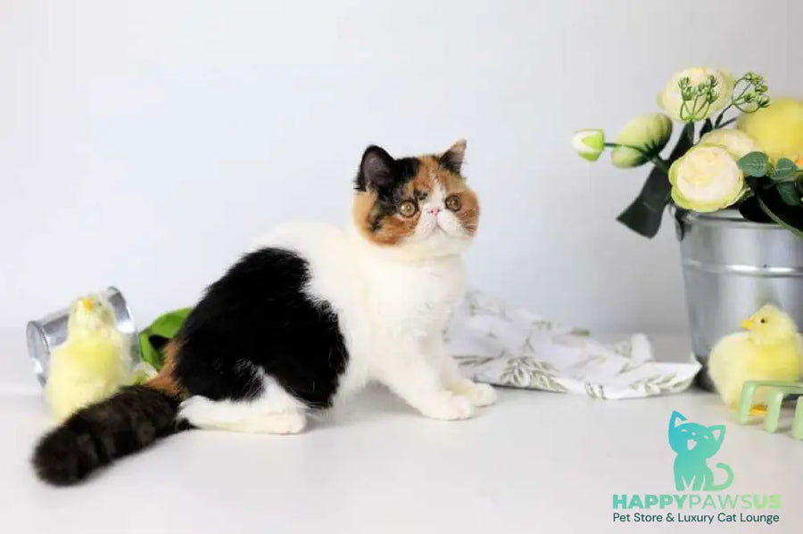 Sansara Exotic female black tortie bicolour tabby live animals