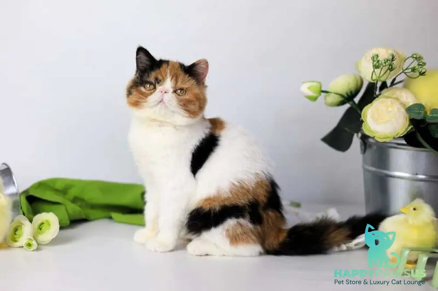 Sansara Exotic female black tortie bicolour tabby live animals
