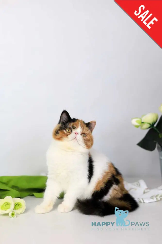 Sansara Exotic female black tortie bicolour tabby live animals