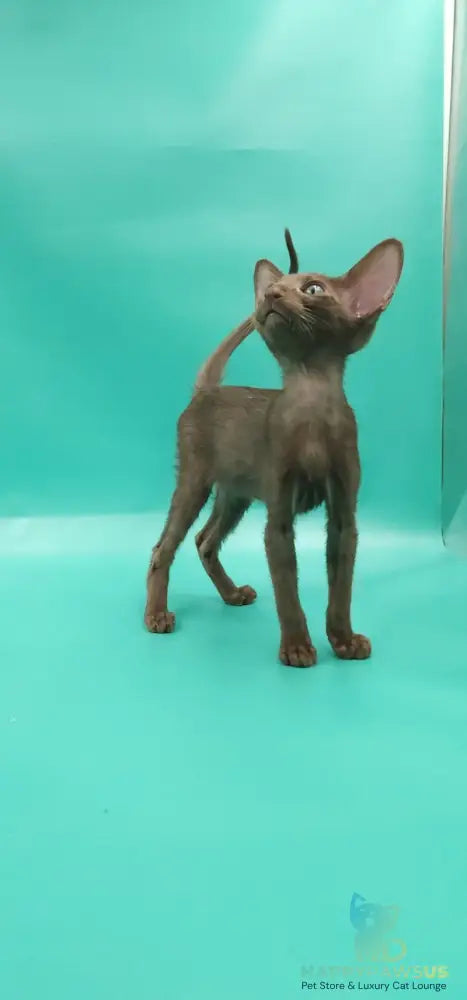 Sansay Oriental Shorthair male chocolate - live animals