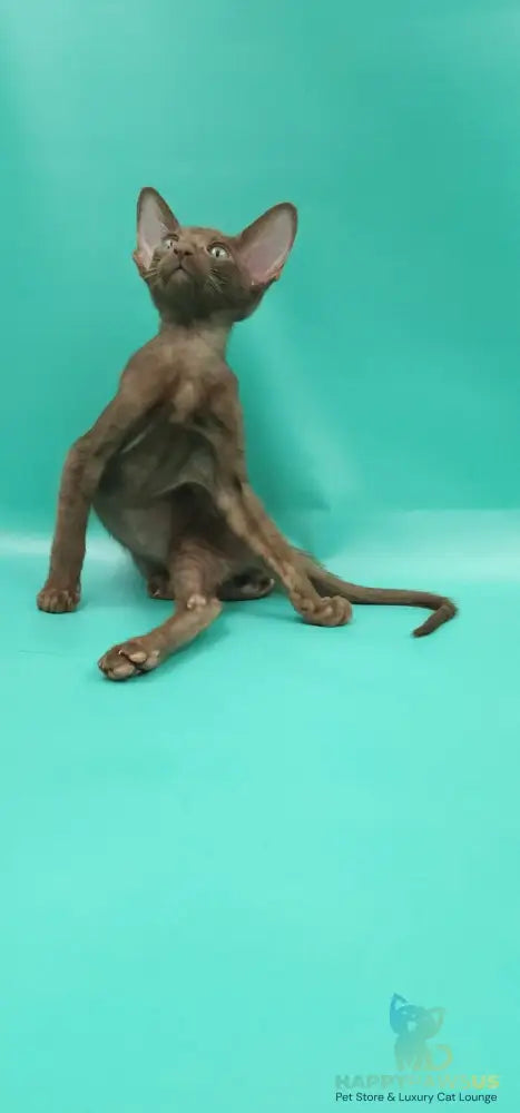 Sansay Oriental Shorthair male chocolate - live animals