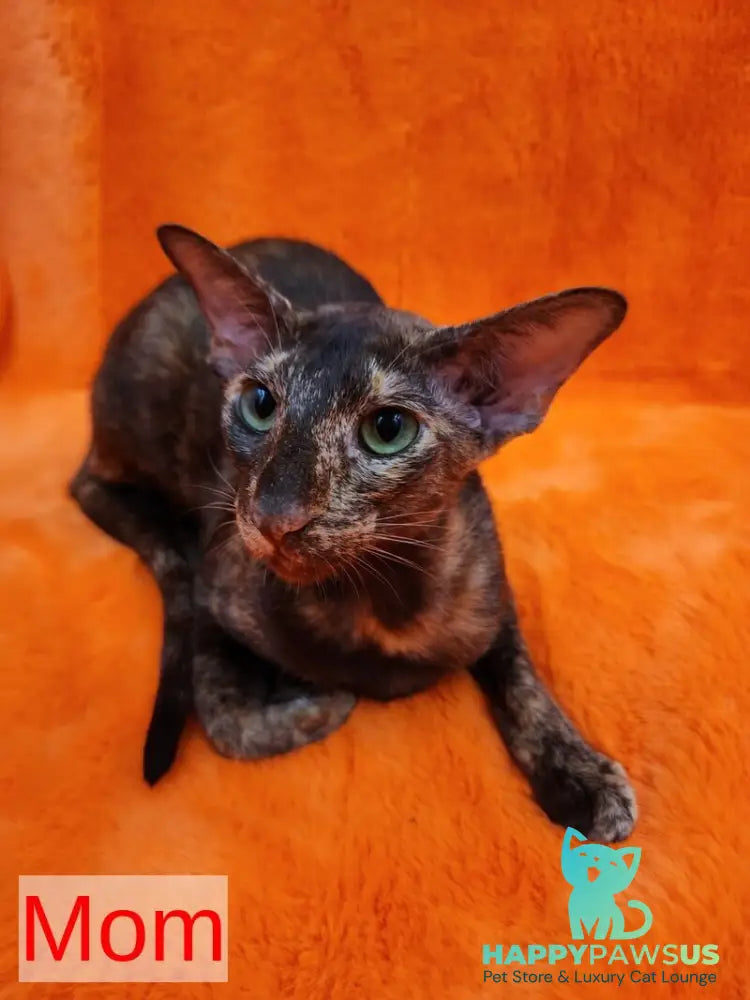 Sansay Oriental Shorthair male chocolate - live animals