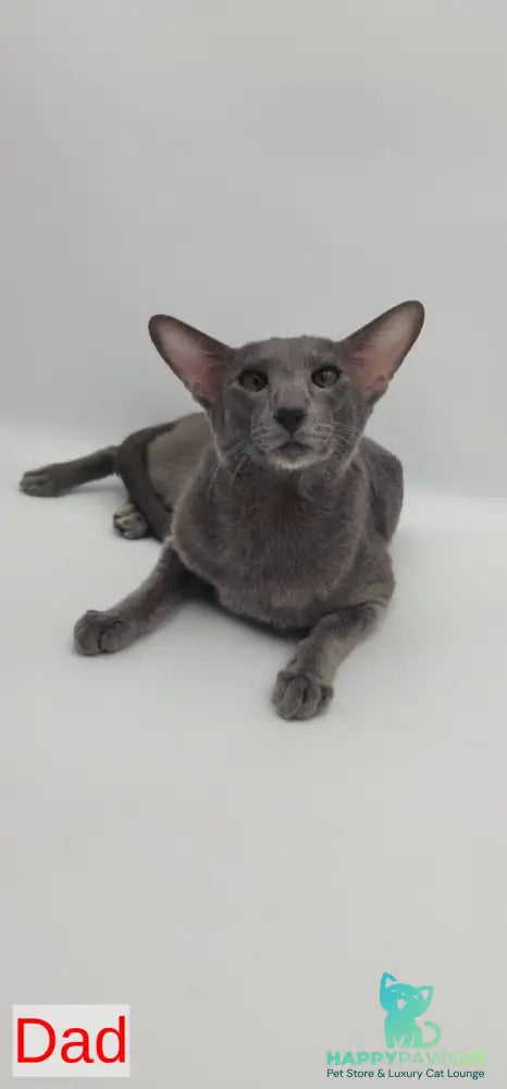 Sansay Oriental Shorthair male chocolate - live animals