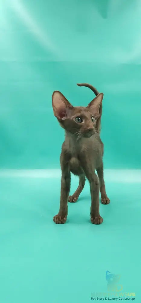 Sansay Oriental Shorthair male chocolate - live animals