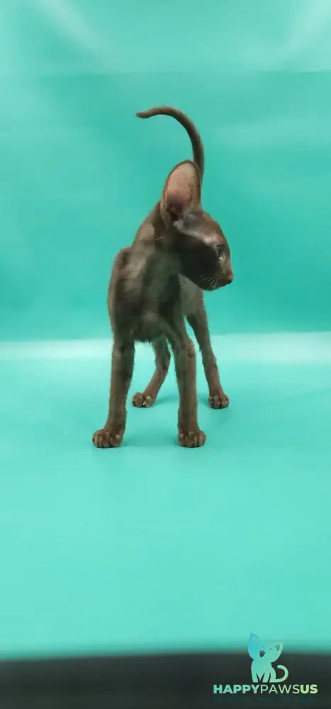 Sansay Oriental Shorthair male chocolate - live animals