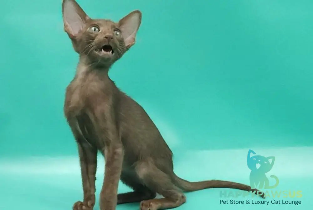 Sansay Oriental Shorthair male chocolate - live animals