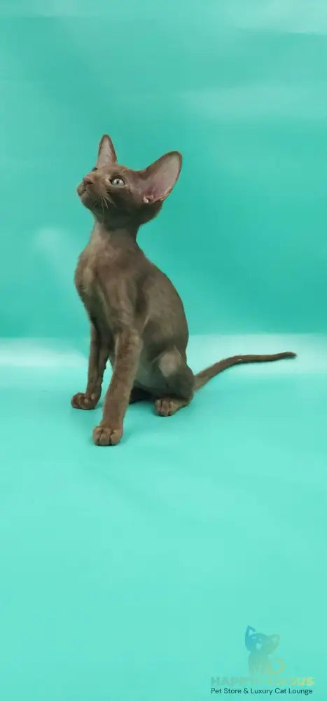 Sansay Oriental Shorthair male chocolate - live animals