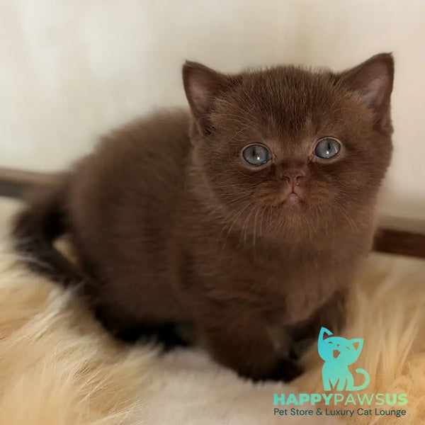 Santa British Shorthair female chocolate - live animals
