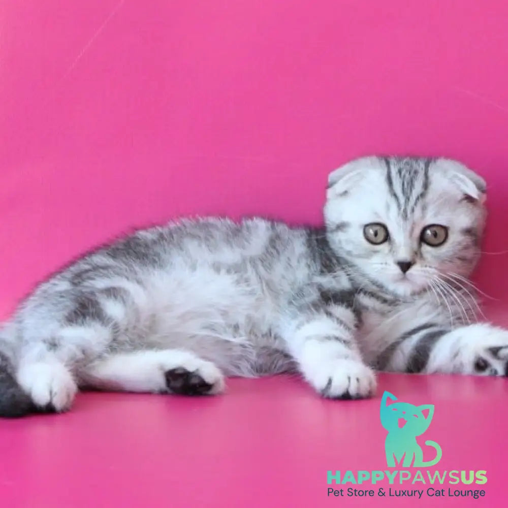 Santa Scottish Fold female black silver tabby - live animals