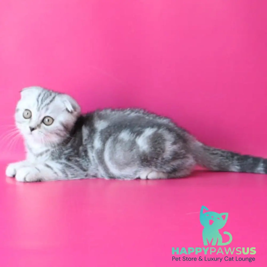 Santa Scottish Fold female black silver tabby - live animals