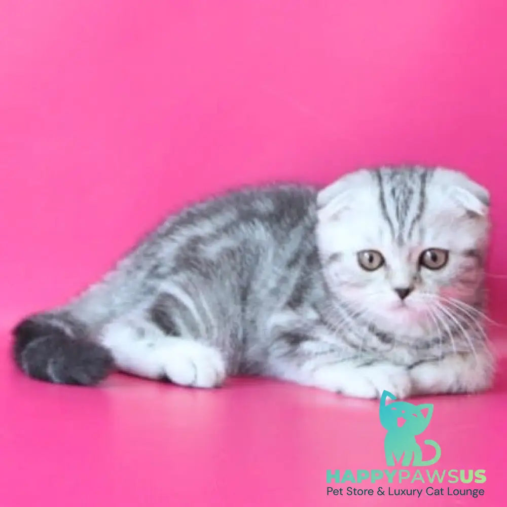 Santa Scottish Fold female black silver tabby - live animals