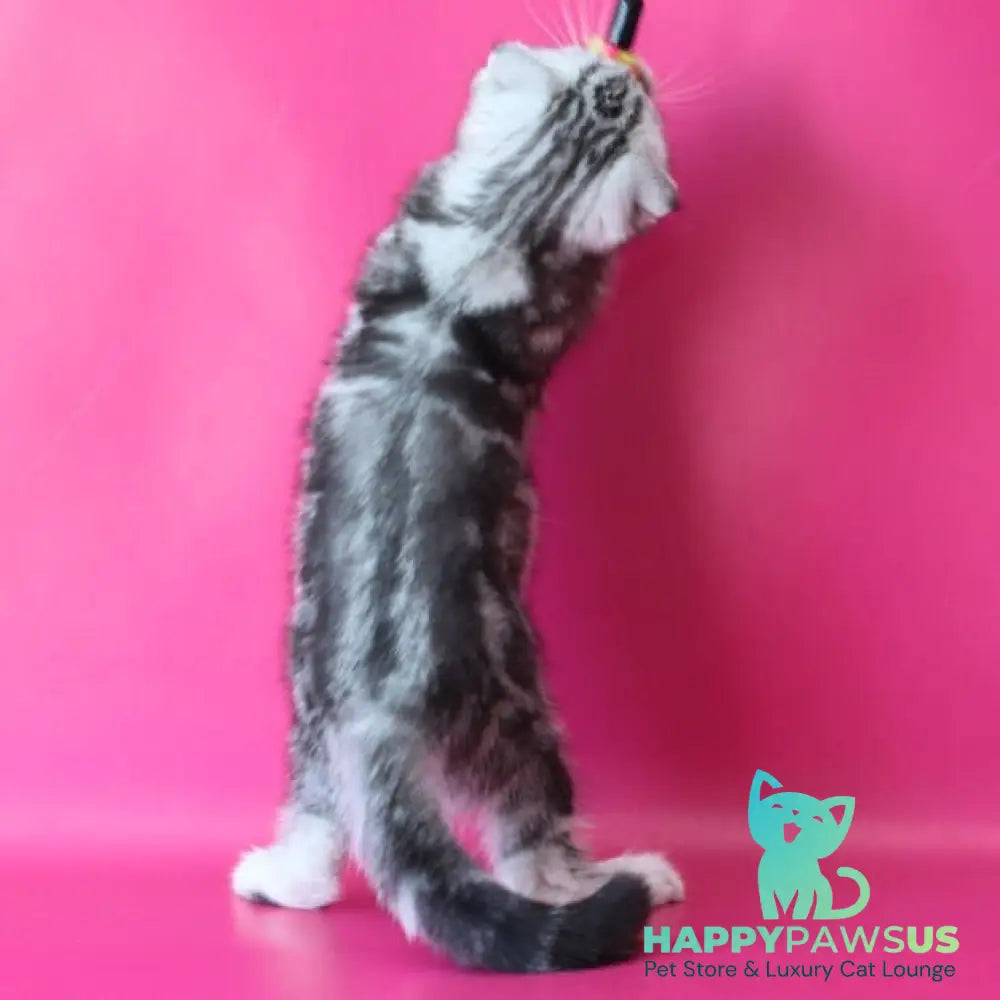 Santa Scottish Fold female black silver tabby - live animals