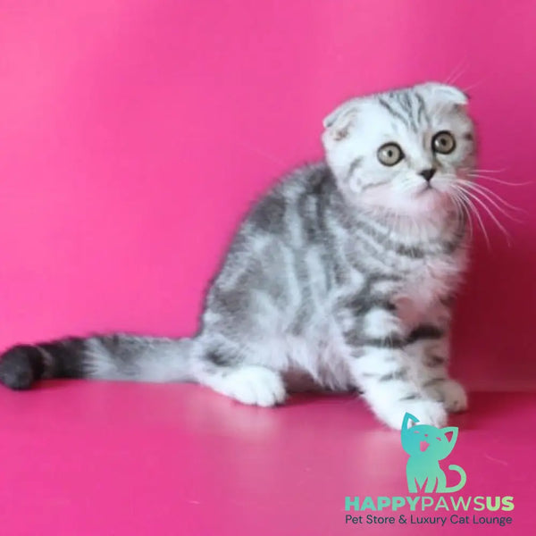 Santa Scottish Fold female black silver tabby - live animals