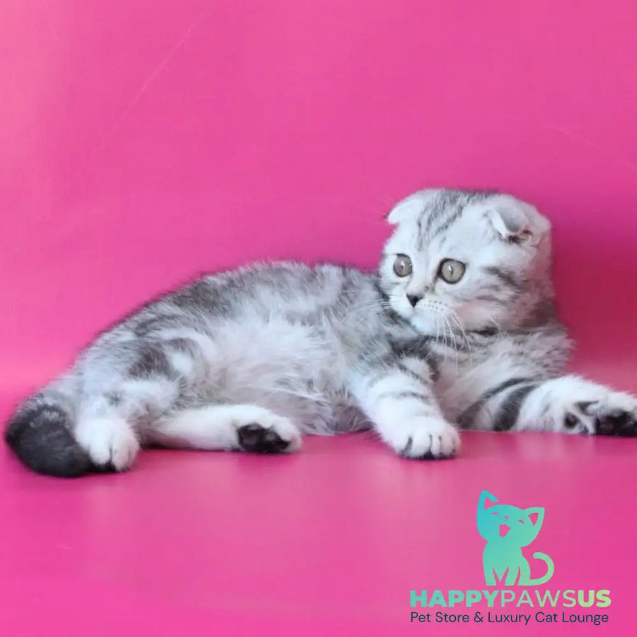 Santa Scottish Fold female black silver tabby - live animals