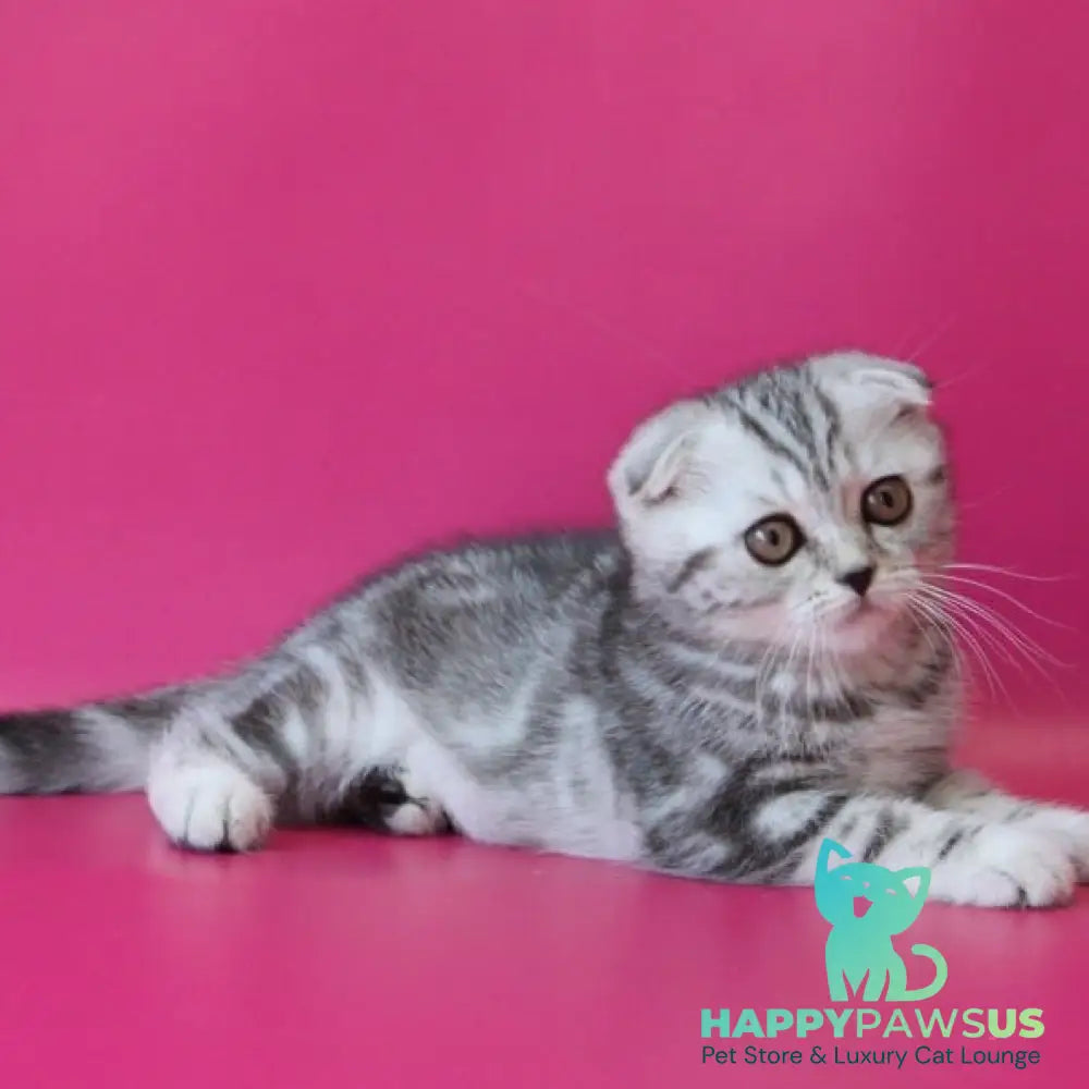 Santa Scottish Fold female black silver tabby - live animals