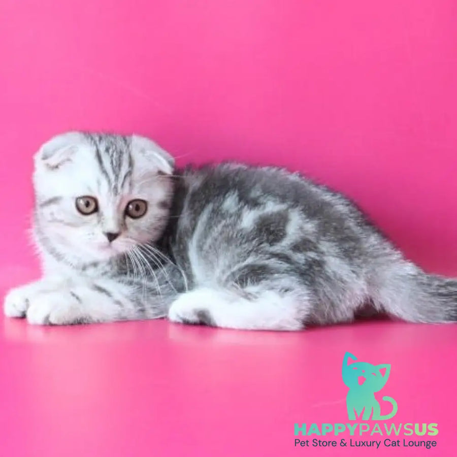 Santa Scottish Fold female black silver tabby - live animals