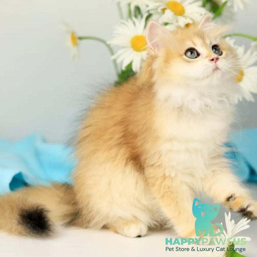 Santana British Longhair female black golden chinchilla - live animals
