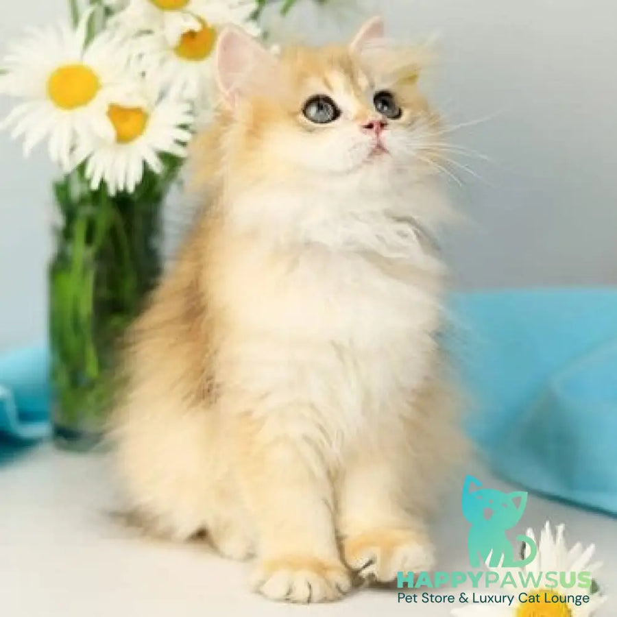 Santana British Longhair female black golden chinchilla - live animals