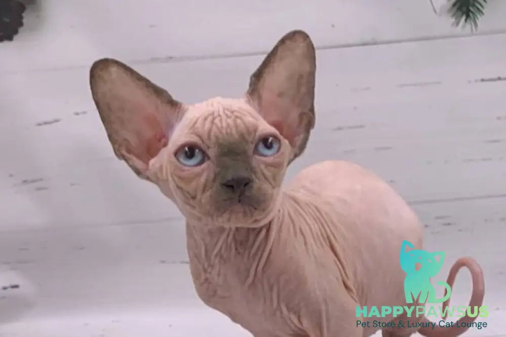 Santana Canadian Sphynx female red pointed live animals