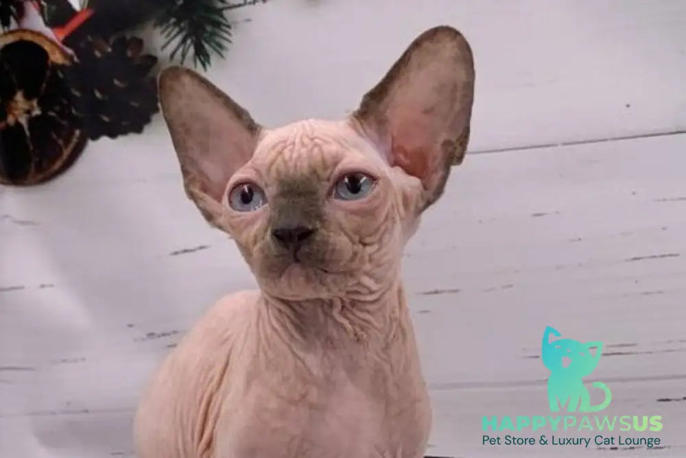 Santana Canadian Sphynx female red pointed live animals