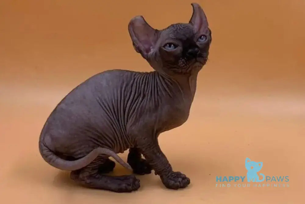 Sante Elf female black live animals