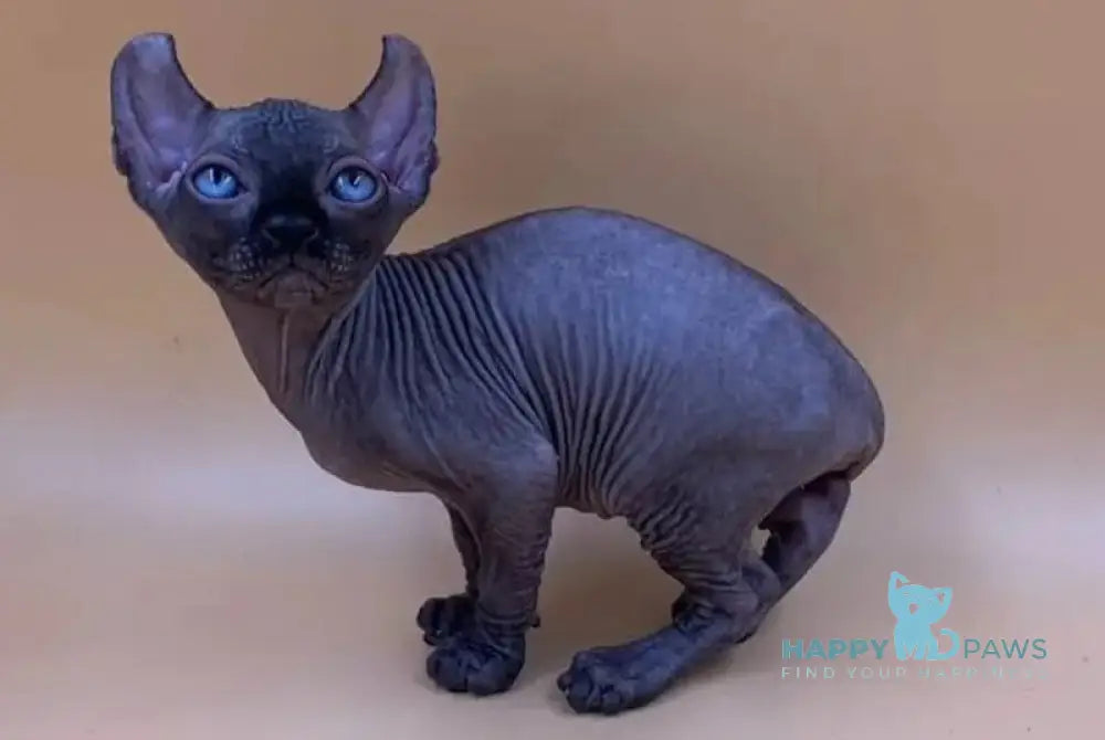 Sante Elf female black live animals