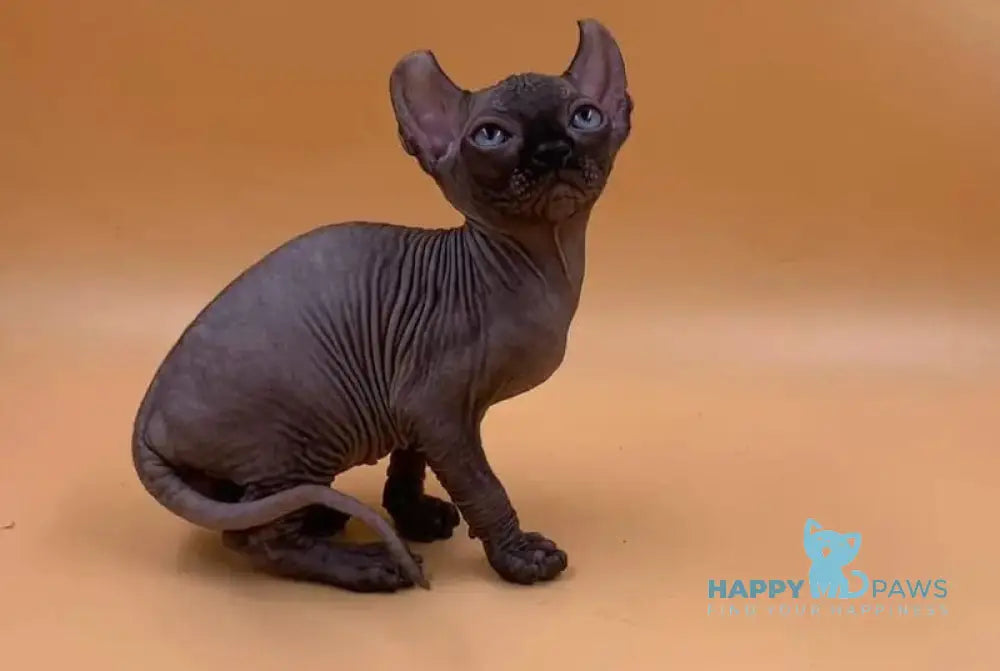 Sante Elf female black live animals