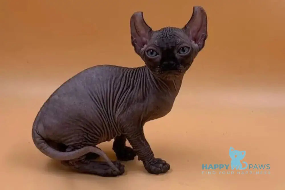 Sante Elf female black live animals