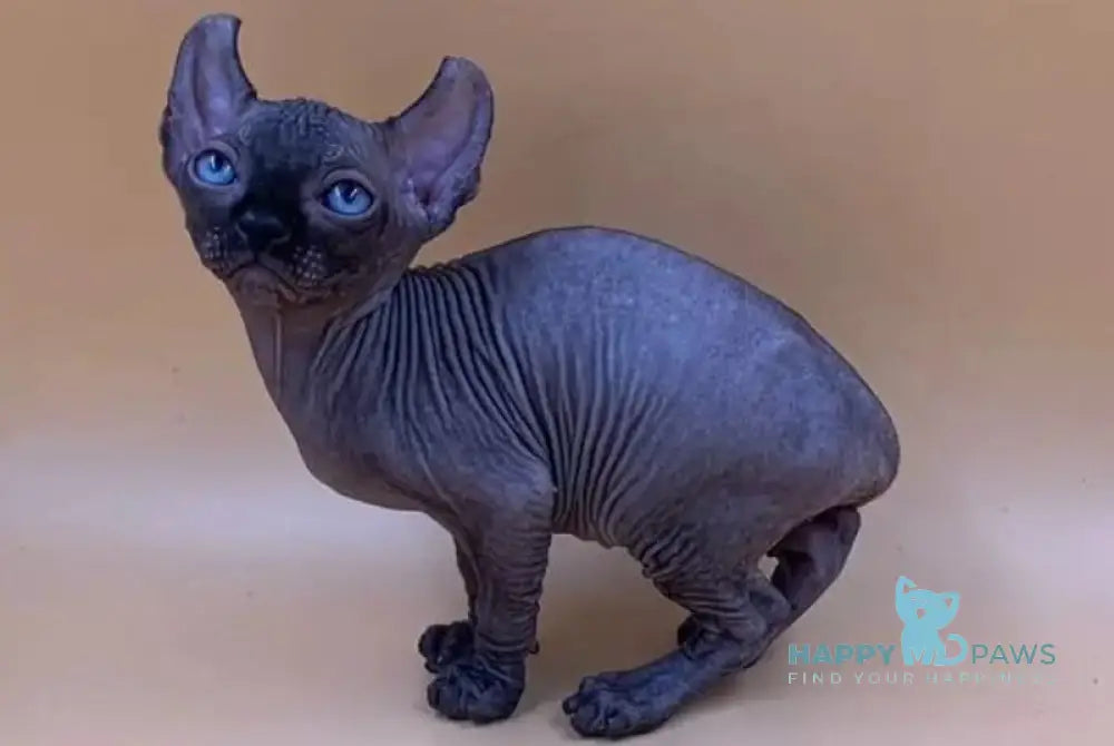 Sante Elf female black live animals