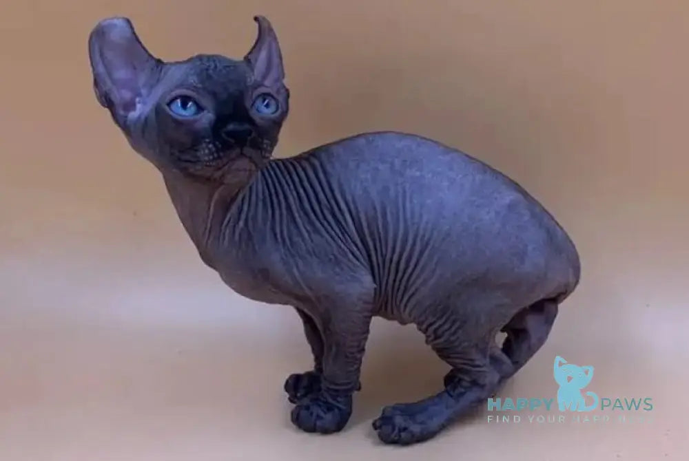 Sante Elf female black live animals