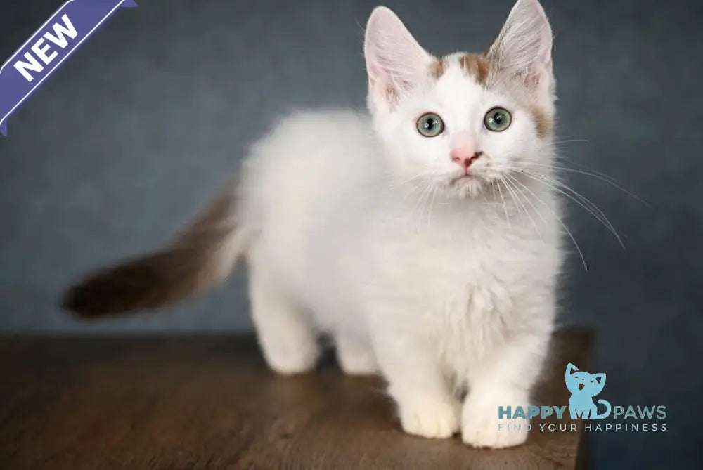 Santos Munchkin male chocolate tabby van live animals