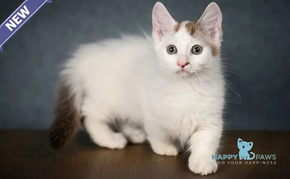 Santos Munchkin male chocolate tabby van live animals