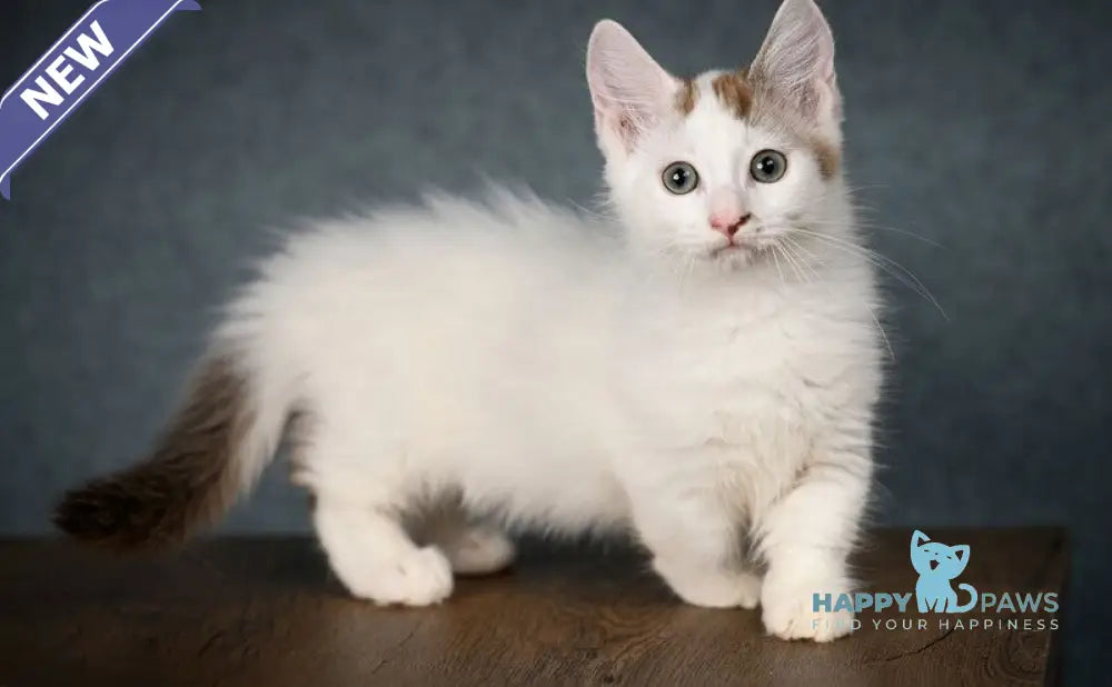 Santos Munchkin male chocolate tabby van live animals