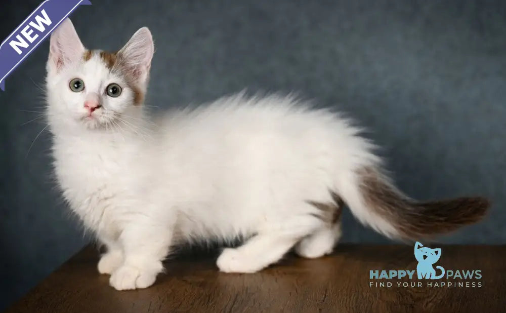 Santos Munchkin male chocolate tabby van live animals