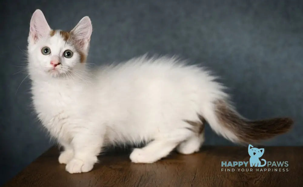 Santos Munchkin male chocolate tabby van live animals