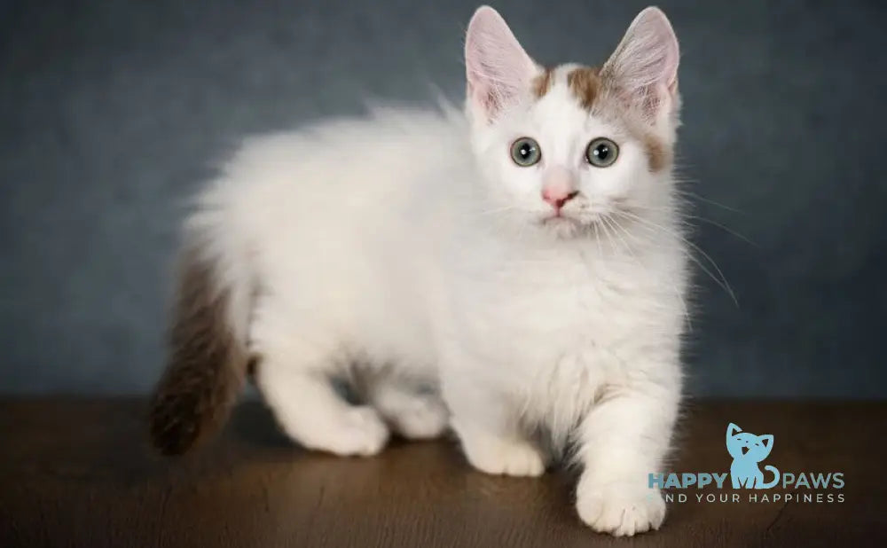 Santos Munchkin male chocolate tabby van live animals