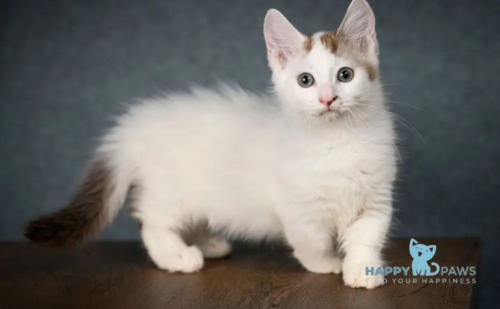 Santos Munchkin male chocolate tabby van live animals