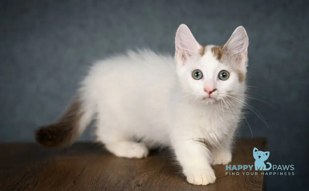 Santos Munchkin male chocolate tabby van live animals