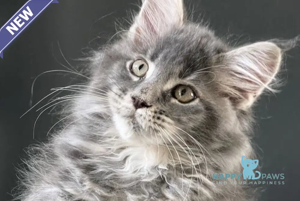 Sanya Maine Coon male blue silver tabby live animals