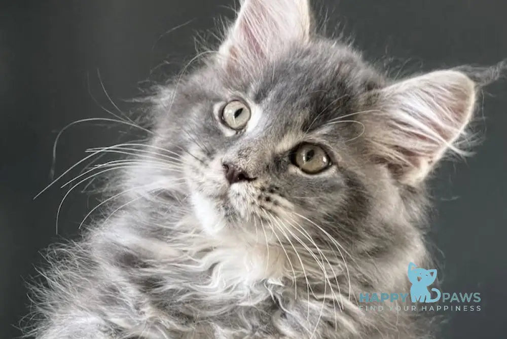 Sanya Maine Coon male blue silver tabby live animals