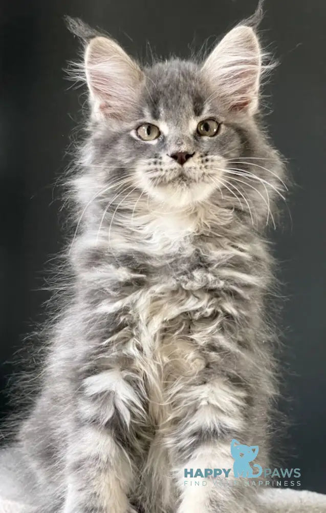 Sanya Maine Coon male blue silver tabby live animals