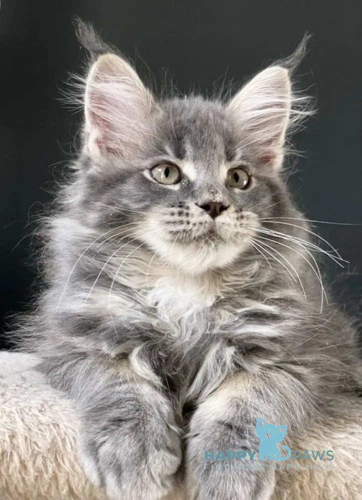 Sanya Maine Coon male blue silver tabby live animals